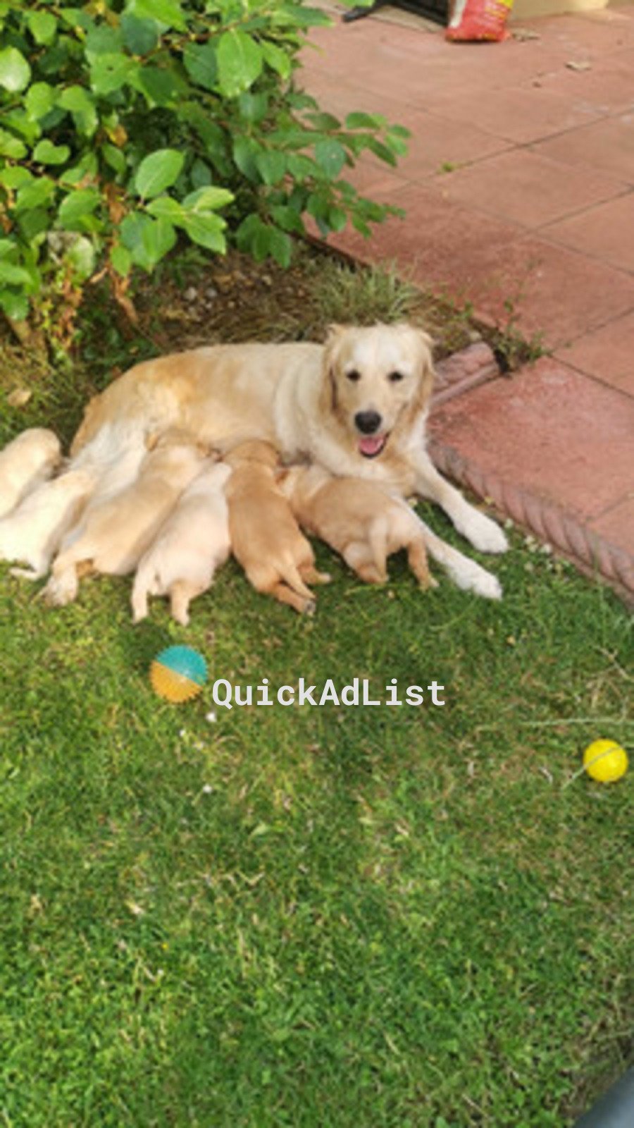 Ad Image